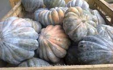 تصدير "الكابويا" إلى تونس