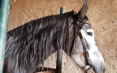   بعد  الابقار  تجوال "الأحصنة" بالقنطرة 