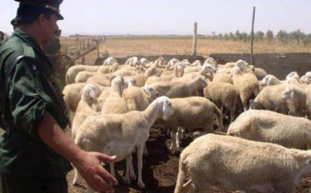 تفكيك شبكة إجرامية مختصة في سرقة المواشي بباتنة