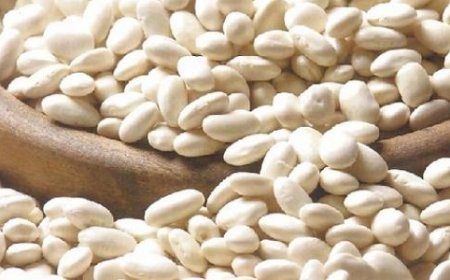  ضخ 500 قنطار من الفاصولياء البيضاء بالأسواق