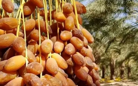 انتاج وفير لدقلة نور