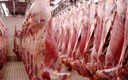 وزير التجارة يتوعد المتلاعبين بأسعار اللحوم الحمراء المستوردة