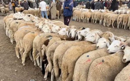 إجراءات وقائية لتفادي إنتشار مرض الحمّى القلاعية وسط الماشية بجيجل 