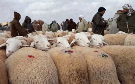 والي جيجل يأمر بغلق أسواق الماشية 