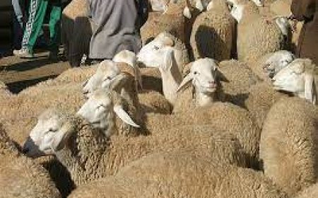 " استنفار " في قسنطينة 