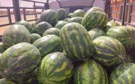 " دلاع " عين قزام في الأسواق