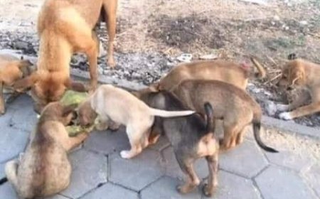 انتشار الأبقار والكلاب الضالة بالمدينة الجديدة ذراع الريش