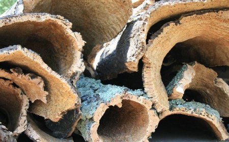  ملف مصنع الفلين ببلدية وادي العنب يعود للواجهة