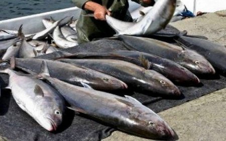  إطلاق مشروع لتسمين التونة في الجزائر" قريبا