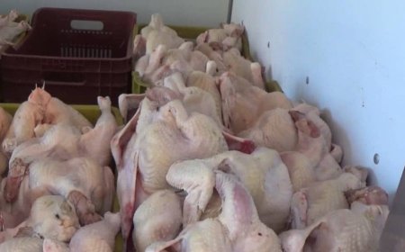 حجز أزيد من 160 كلغ من اللحوم البيضاء وأحشاء الدجاج بباتنة