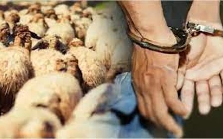 أم البواقي: الأمن الحضري الثالث يضع حدا لعصابة سرقة المواشي ويسترجع 03 عجول