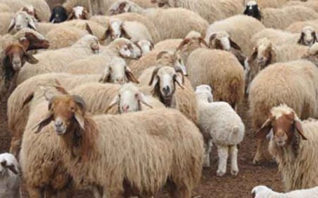 غلق سوق الذرعان 