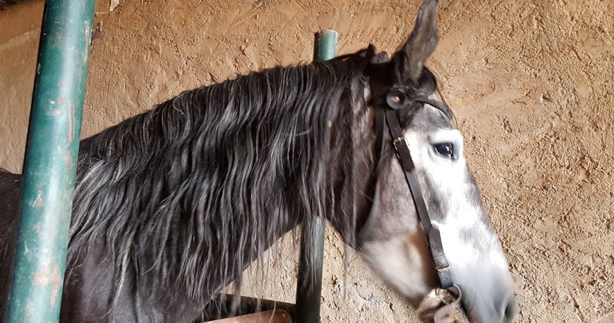   بعد  الابقار  تجوال "الأحصنة" بالقنطرة 