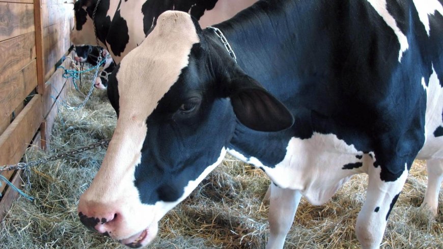  الإطاحة بشبكة لسرقة الأبقار بالعوانة بجيجل  