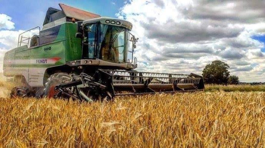 عنابة: 96 ٪ من محصول القمح  للموسم الفلاحي السابق فاسد