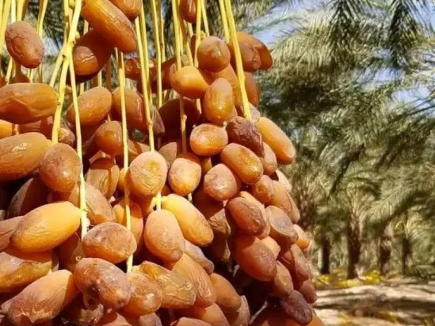 انتاج وفير لدقلة نور