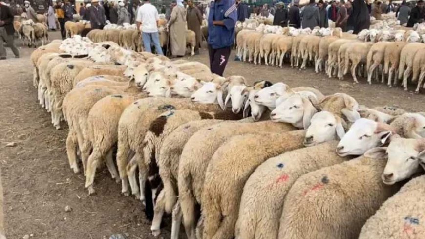 إجراءات وقائية لتفادي إنتشار مرض الحمّى القلاعية وسط الماشية بجيجل 