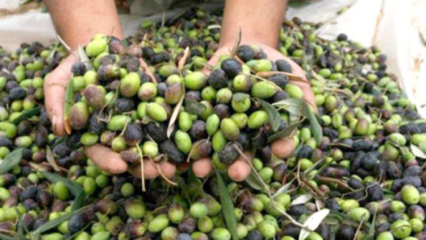 إنتاج ضعيف في محاصيل الزيتون هذه السنة بعنابة 