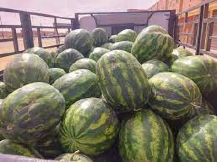 " دلاع " عين قزام في الأسواق