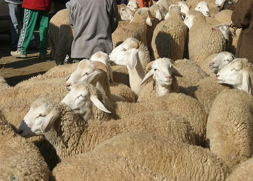 الاتحاد الوطني للفلاحين يقترح وقف دعم مادة الشعير والسماح بتخزينه داخل الإسطبلات