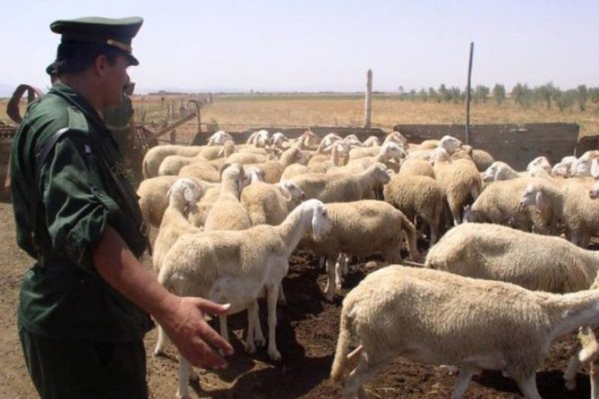 إحباط محاولة سرقة قطيع من الغنم يتكون من 140 رأسا