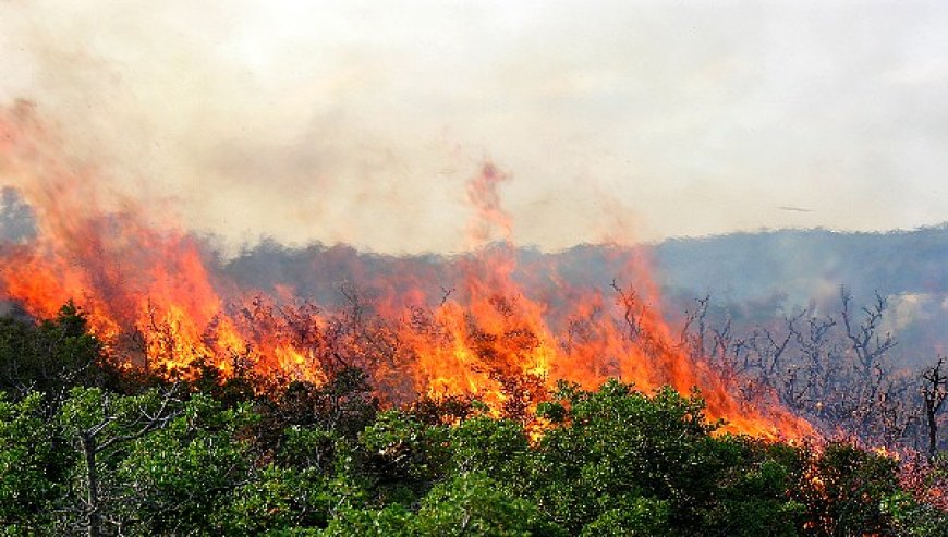 محافظة الغابات بسكيكدة تواصل التحضير لحملة مكافحة حرائق الغابات لموسم 2025  