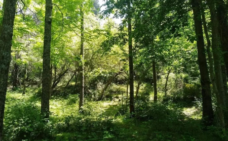 صدور قانون الغابات في الجريدة الرسمية