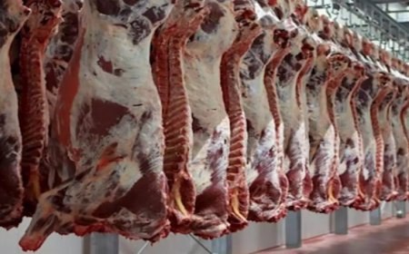 استلام شحنة جديدة من اللحوم الحمراء المستوردة عبر ميناء سكيكدة لتوزع عبر نقاط البيع 