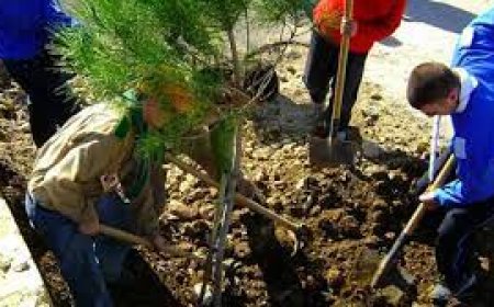 حملة تشجير على مستوى بلدية عنابة و التريعات