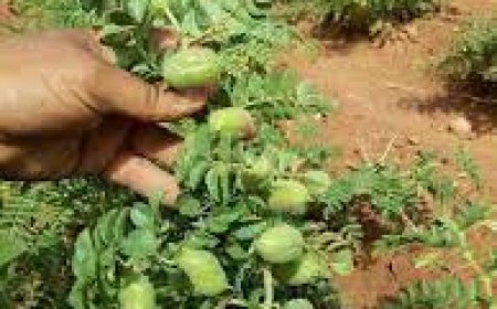 تسطير برنامج لزراعة 3000هكتار من الحمص والعدس  بعنابة 