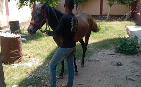 توقيف شابان قاما بسرقة حصان في كيمل بباتنة