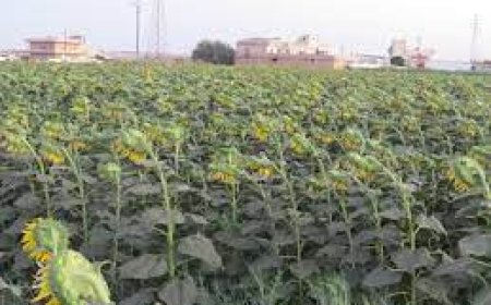  تحسيس الفلاحين بالطارف