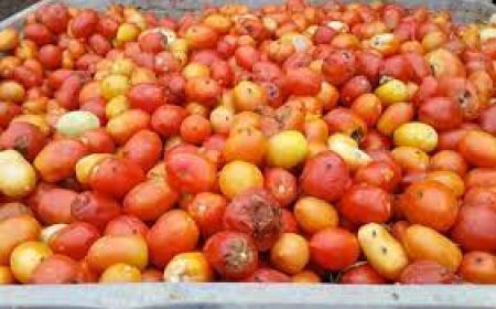 حجز 119كلغ من الطماطم المتعفنة بمحل لبيع البيتزا بالبوني