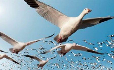 إحصاء طيور بحيرة بوسدرة