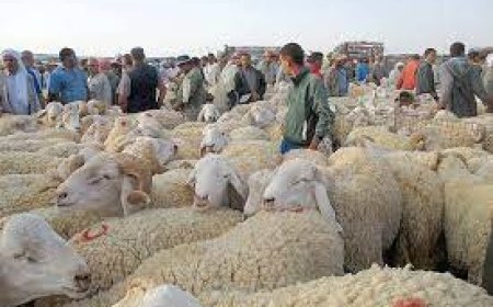 إقبال محتشم بعين العسل
