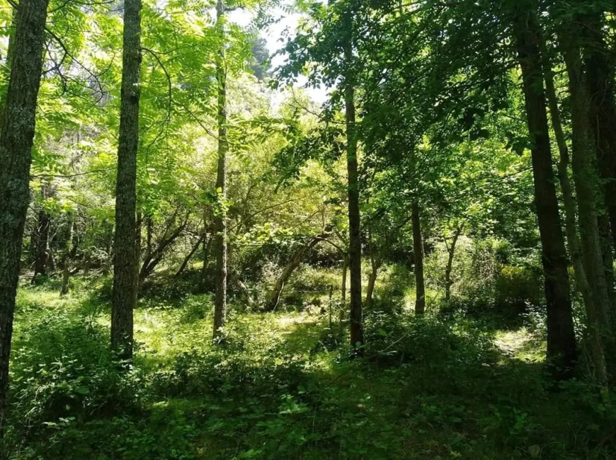 صدور قانون الغابات في الجريدة الرسمية