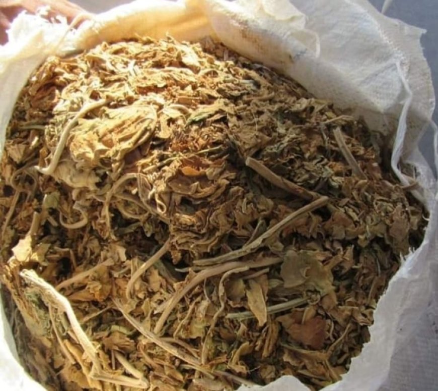 حجز  51 قنطارا من مادة التبغ الخام في بريكة بباتنة