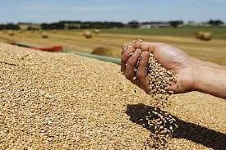 عنابة: قطاع الفلاحة يتدعم بمخزنين جديدين للحبوب بطاقة تخزين 40ألف طن