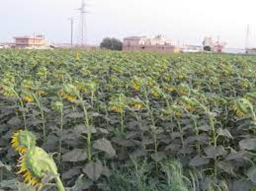  تحسيس الفلاحين بالطارف