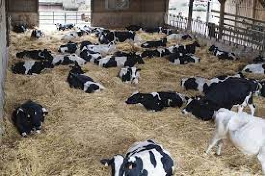 تحويل أصحاب المواشي إلى منطقة "بوفرنانة" 