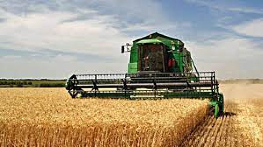 عنابة: زراعة أكثر من  13000هكتار من الحبوب  