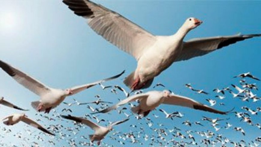 إحصاء طيور بحيرة بوسدرة