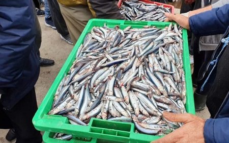  السردين يتجاوز عتبة  1200دج للكلغ في الأسواق المحلية بعنابة 