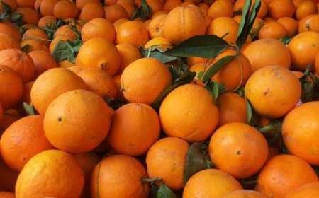 عنابة: نحو إنهيار أسعار الحمضيات 