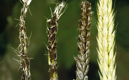  لطارف: ظهور أمراض فطرية بحقول الشعير والقمح