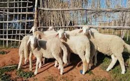 إجهاض عدة محاولات لسرقة المواشي بالميلية بجيجل 