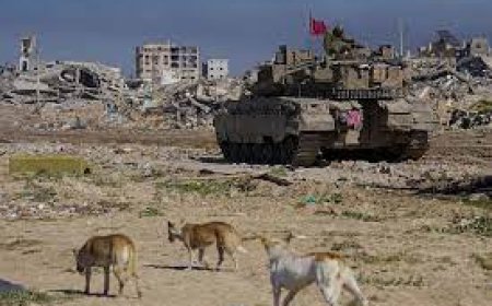 ألف كلب ضال يتسلل من غزة لإسرائيل ويهاجم جنودها  