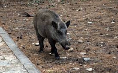 حملة على الخنازير بواد النيل 