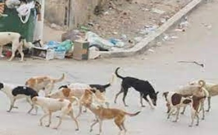  حملة على الكلاب الضالة بعين جبارة