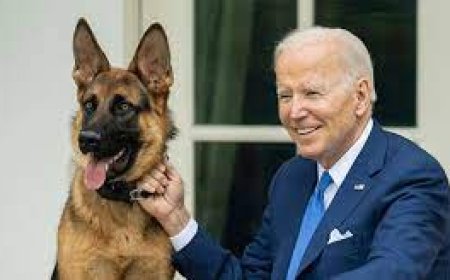 كلب جو بايدن يسبب مشاكل في البيت الأبيض